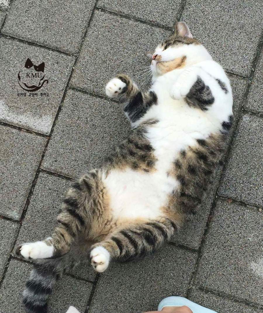 통통한 고양이 | 인스티즈