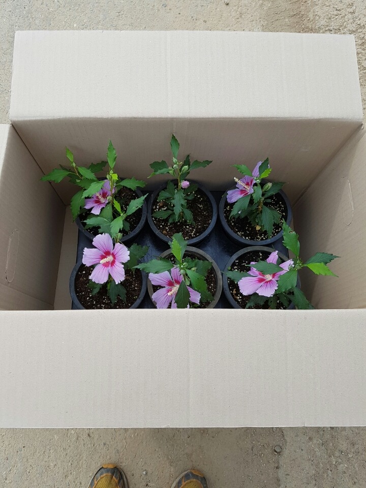 무궁화통신 이미지
