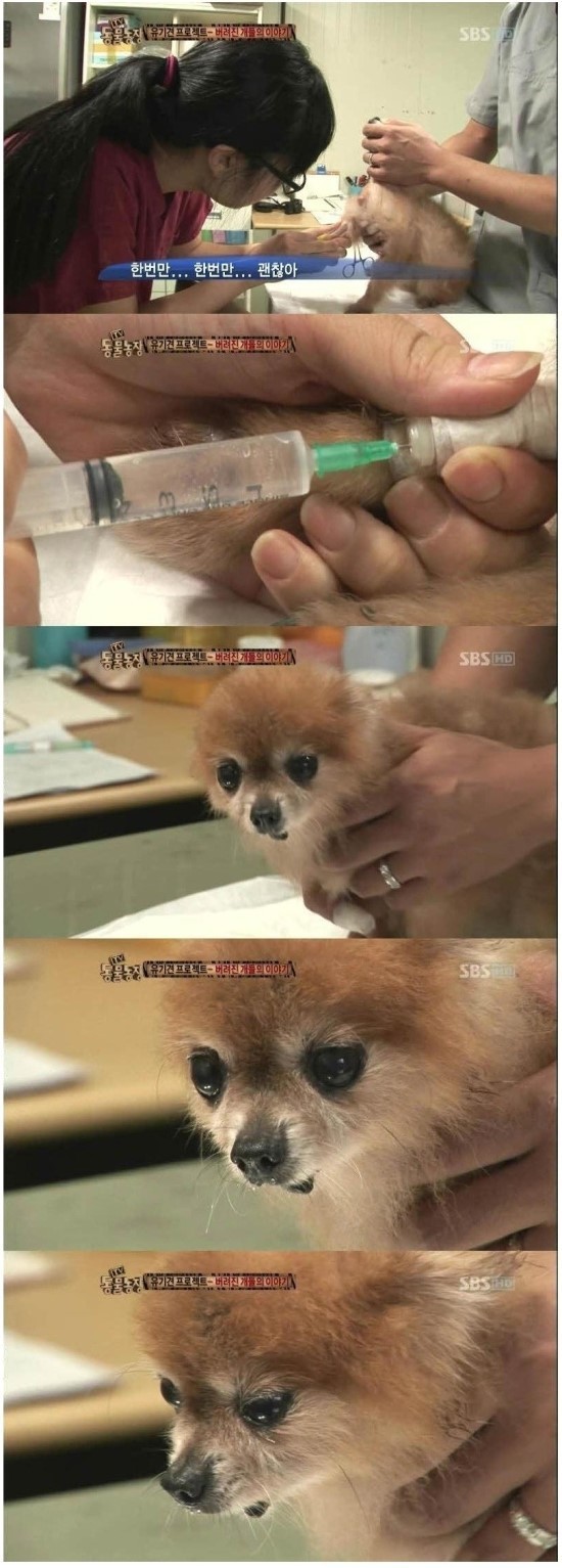 안락사 당하는 유기견의 눈물.jpg | 인스티즈