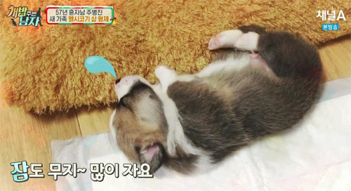 짧은 다리가 매력적인 웰시코기.gif | 인스티즈