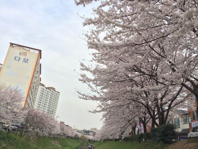 만개한듯한 울산의 벚꽃(폰카주의) | 인스티즈