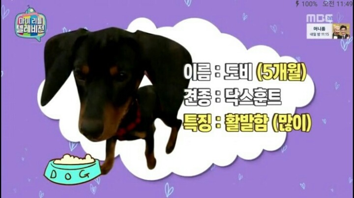 [마리텔] 강형욱 훈련사도 포기한 강아지 도비 | 인스티즈
