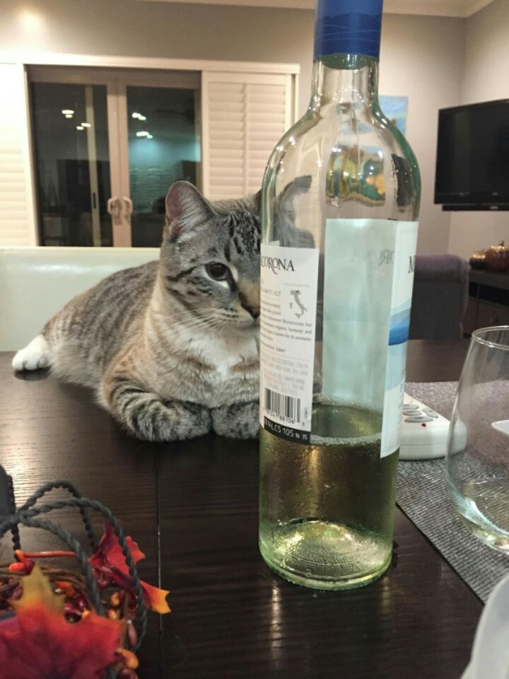 밥먹을때마다 쳐다보는 고양이 | 인스티즈