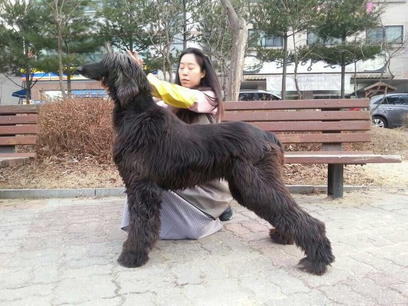 마뇽 이미지