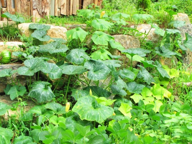 산사이 이미지
