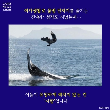 범고래가 사람을 죽인 이유 | 인스티즈