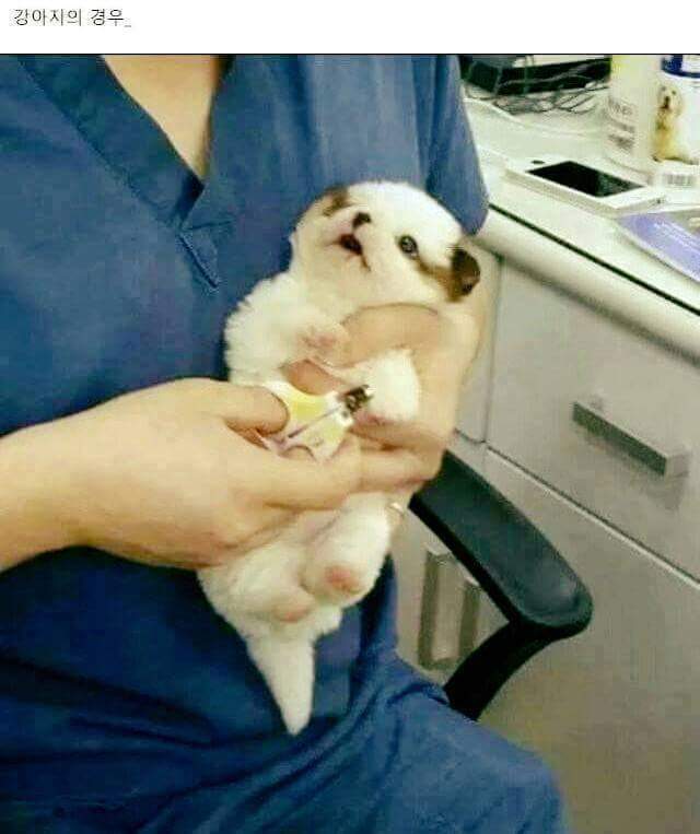 강아지 고양이 발톱 깎을때 반응 차이.jpg | 인스티즈