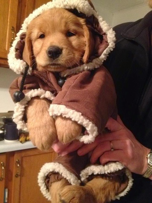 어느순간 인절미로 불리고 있는 멍멍이.jpg | 인스티즈