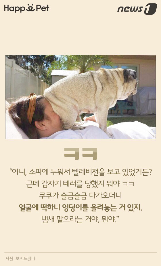 멍멍이가 펑퍼짐한 엉덩이를 들이민다고요? | 인스티즈