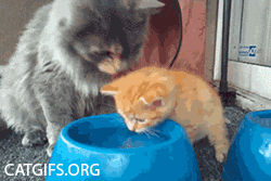 고양이의 자식 사랑. gif | 인스티즈