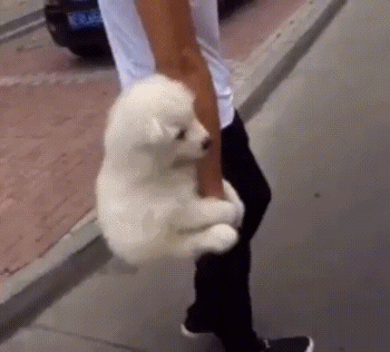 이래도 댕댕이가 아닙니까.gif | 인스티즈