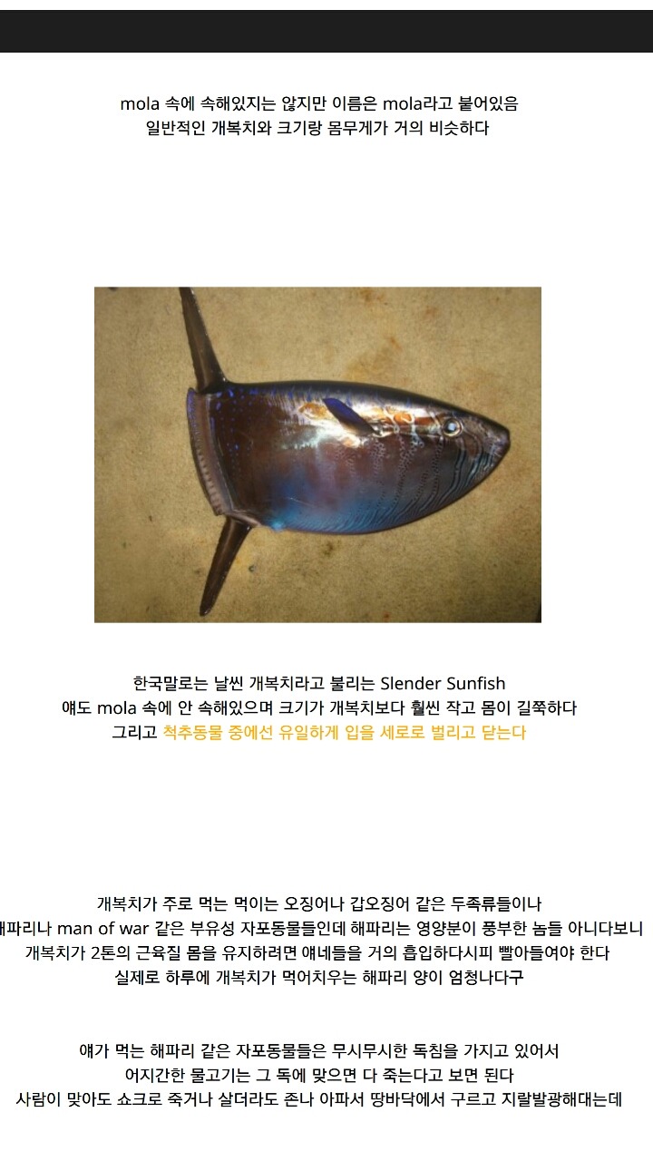 개복치가 죽는 진짜이유 | 인스티즈