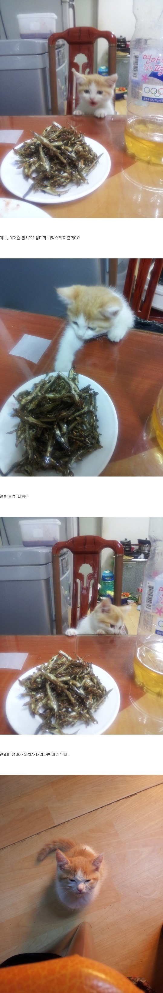 반찬 못먹어서 삐진 냥이.jpg | 인스티즈
