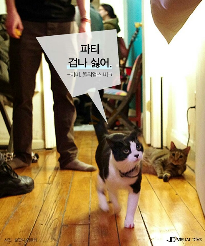 고양이를 인터뷰 한다면 | 인스티즈