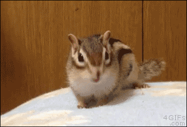 하품하는 다람쥐.gif | 인스티즈