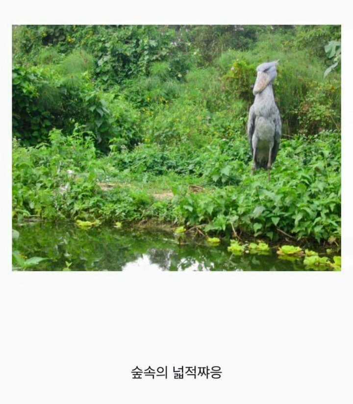 사람도 잡아먹을 수 있을것같은 새 | 인스티즈