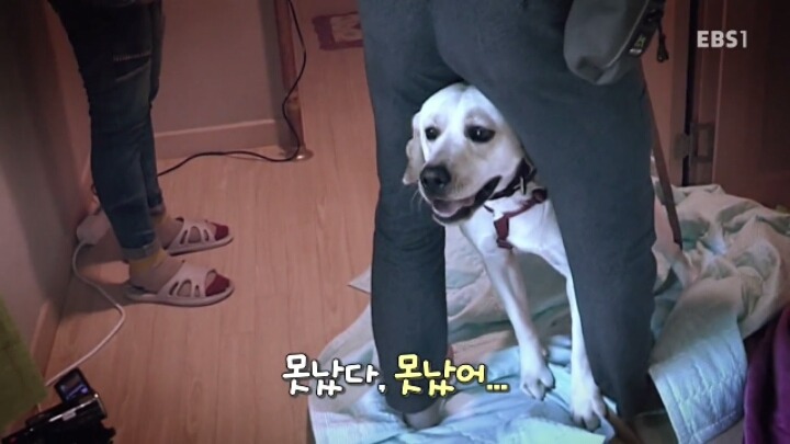 겁 많은 대형견 보리 | 인스티즈