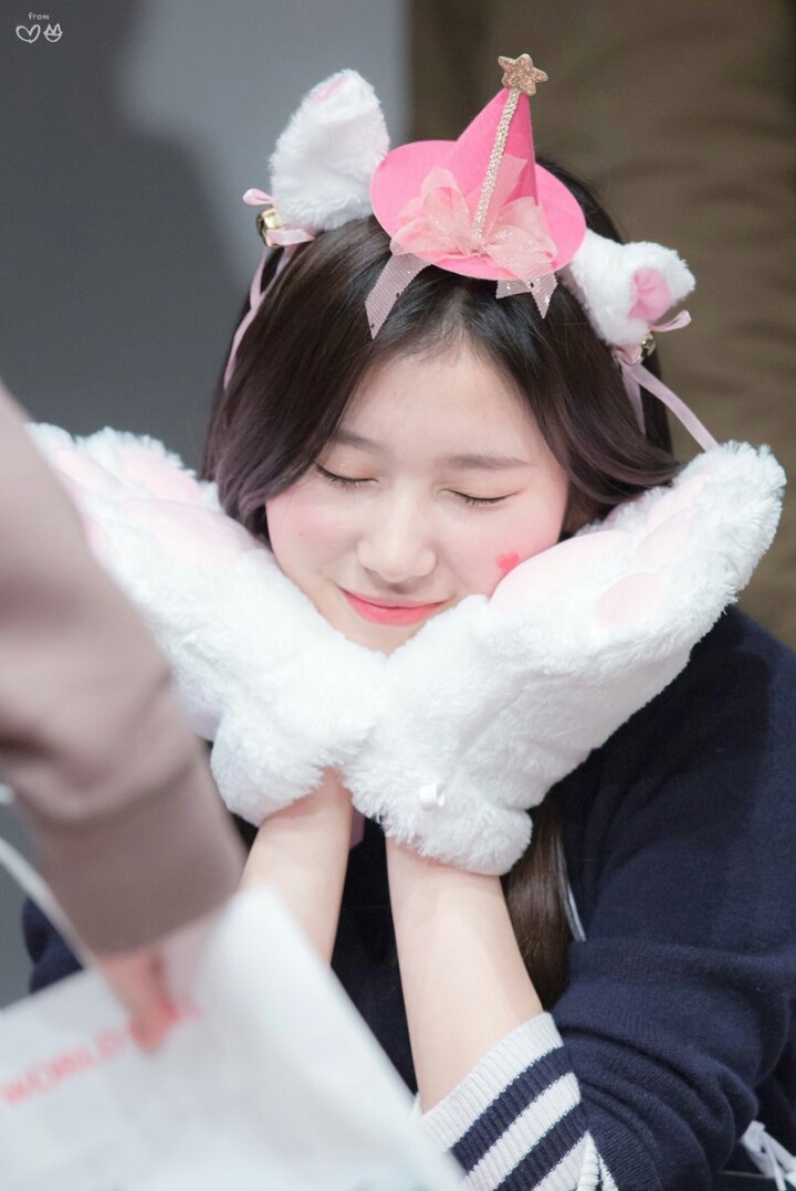고양이 사나 | 인스티즈
