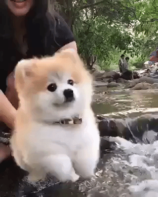 시바라니안.gif | 인스티즈