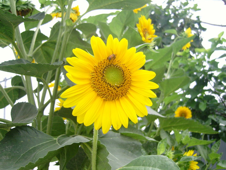 아폴론주 이미지