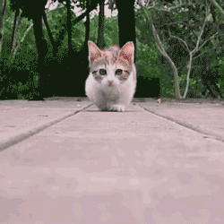 고냥이.gif | 인스티즈