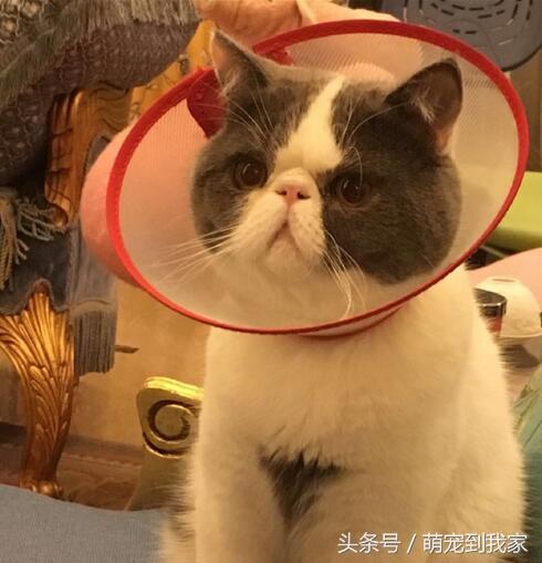 판빙빙 고양이.jpg | 인스티즈