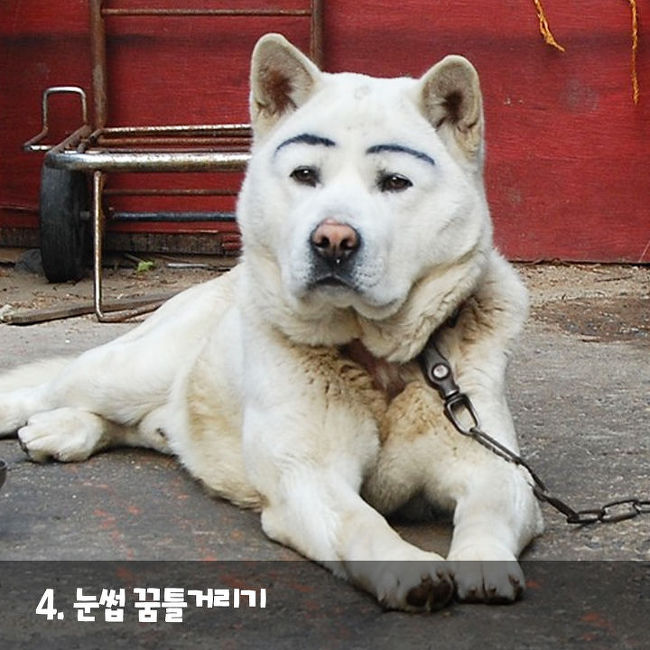 강아지가 나를 사랑한다는 증거 | 인스티즈