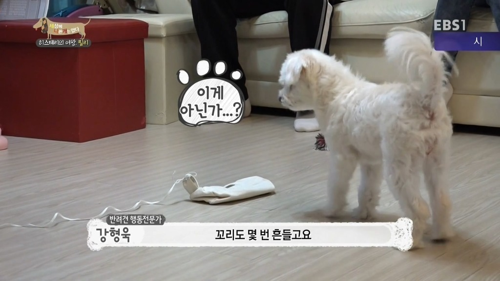 [세상에나쁜개는없다] 가족들에게 짖고 무는 강아지 릴리햏 | 인스티즈