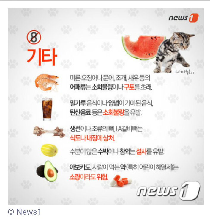 개와 고양이가 먹으면 안 되는 음식 7가지 | 인스티즈
