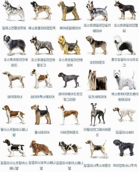 개의 종류는 얼마나 알고 계십니까^^? | 인스티즈