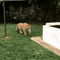 호랑이의 냥이화.gif | 인스티즈