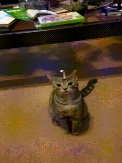 이마에 뭔가 붙은냥이.gif | 인스티즈