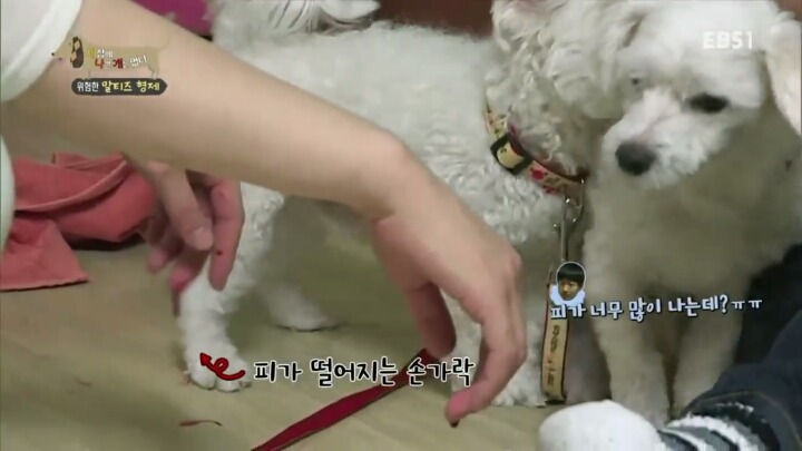 [세나개] 공격적인 반려견이 되는 이유 1부.jpg | 인스티즈