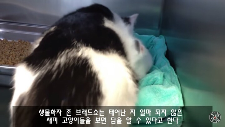 고양이가 "야옹~"하고 우는 이유는?? | 인스티즈