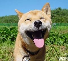 심쿵사 할 준비가 된 자만 들어오라(feat.강아지) | 인스티즈