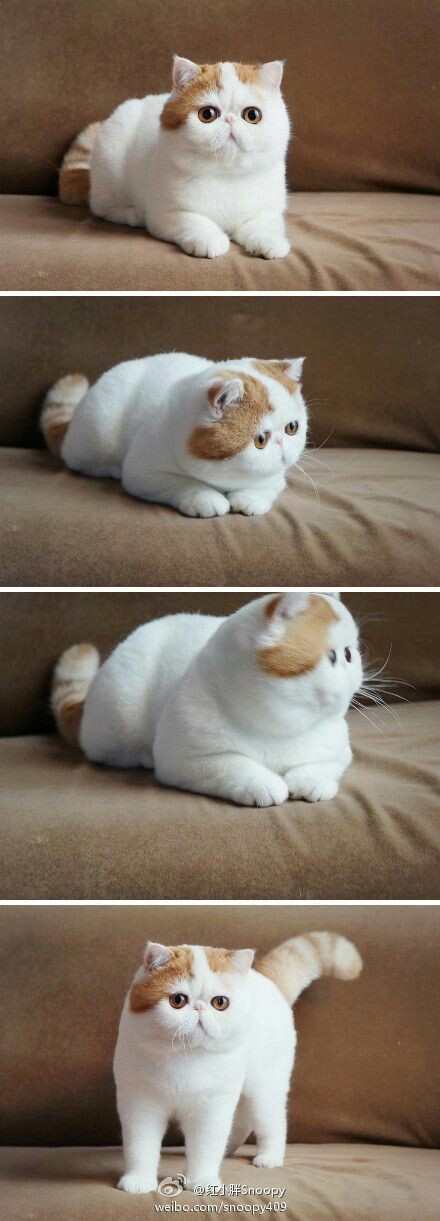 귀여운 고양이들 | 인스티즈