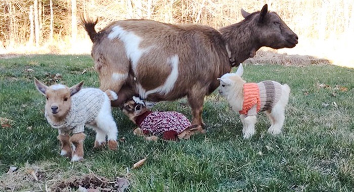 똥꼬발랄,꾸러기라는 말이 딱 어울리는 동물류 甲 | 인스티즈