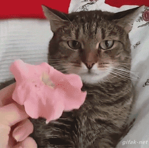 고양이 짤 | 인스티즈