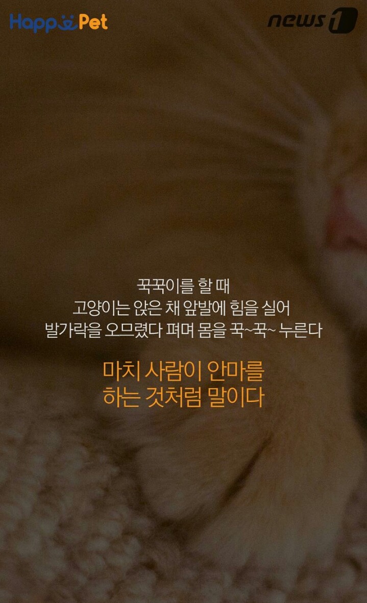 꾹꾹이라 하면 당연히 고냥이부르는거지! | 인스티즈