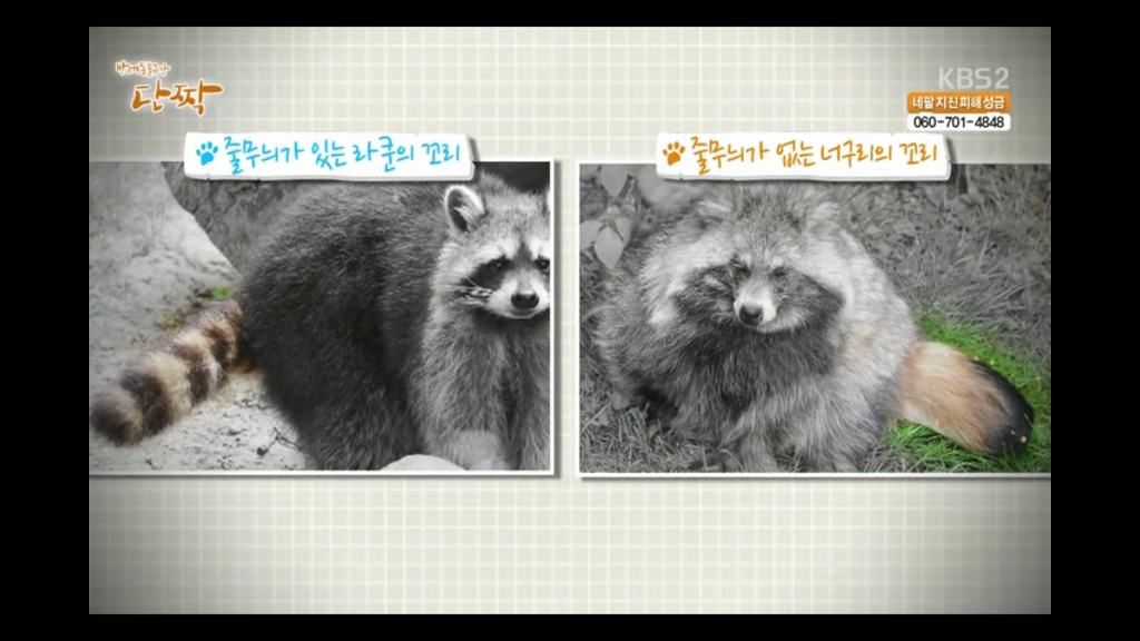 라쿤과 너구리의 차이 | 인스티즈