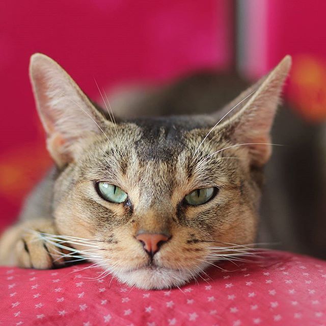 고양이 산책 종결.jpg | 인스티즈