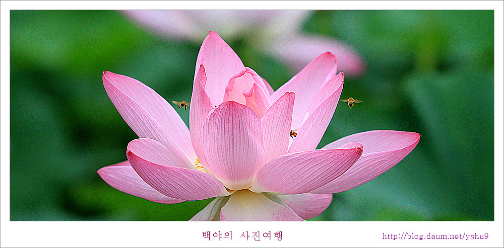 백련 이미지