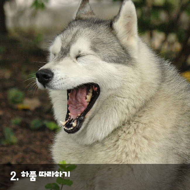 강아지가 나를 사랑한다는 증거 | 인스티즈