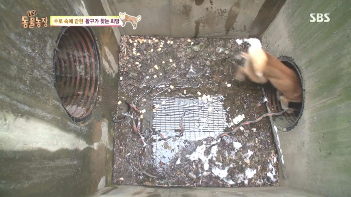 [동물농장] 수로 속에 갇힌 황구가 찾는 희망.JPG (감동주의) | 인스티즈