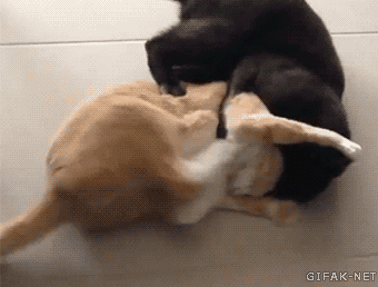 고장난 고양이 모음.gif(데이터주의) | 인스티즈