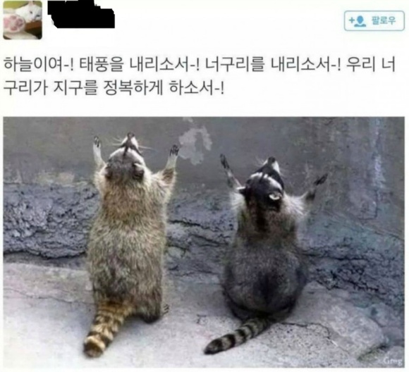 너구리를 내려주소서!!!! | 인스티즈