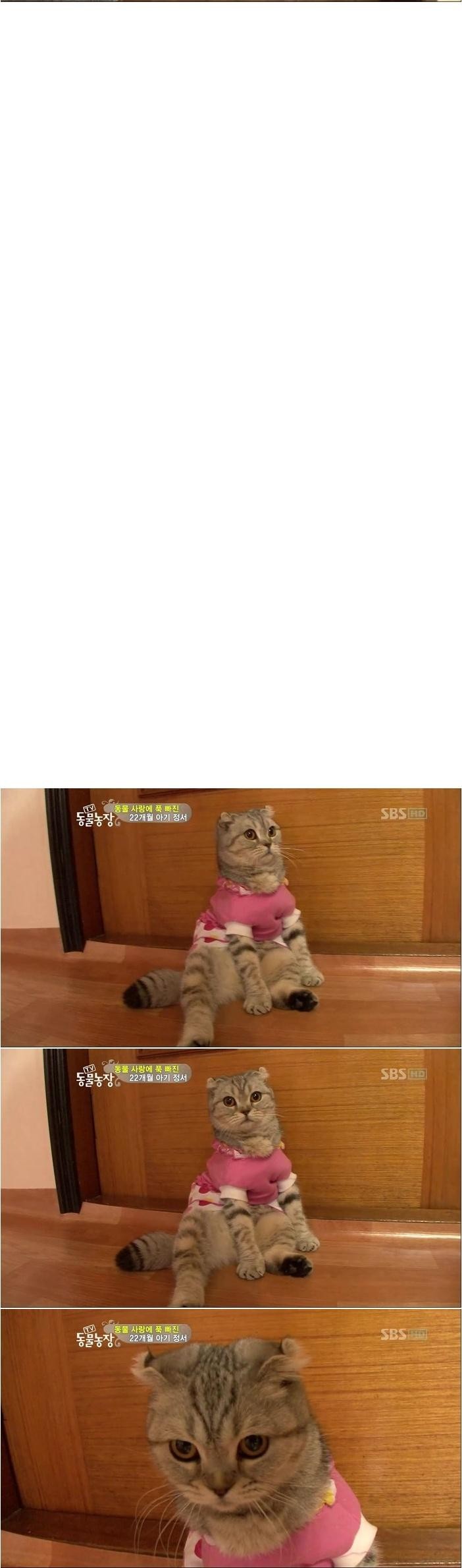 극한직업 고양이편 | 인스티즈