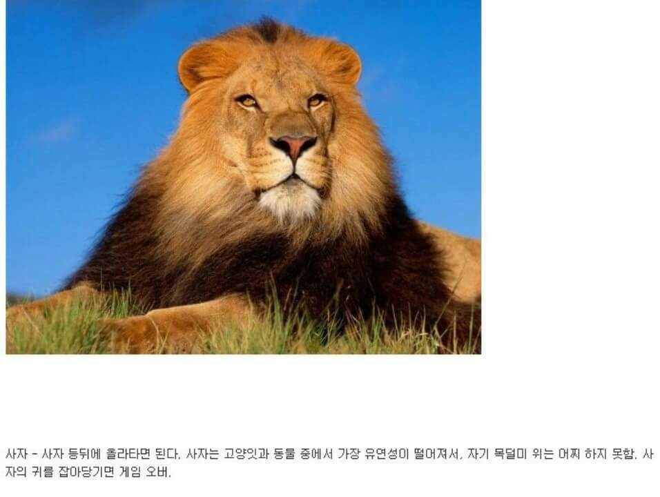 동물이랑 1대1로 싸워서 이기는 방법 개꿀팁. jpg | 인스티즈