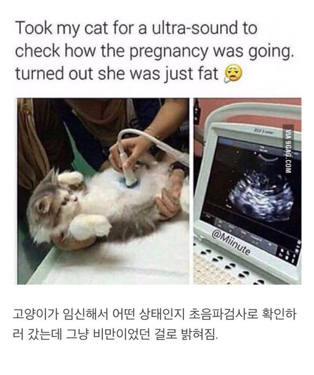 고양이 대민망 | 인스티즈