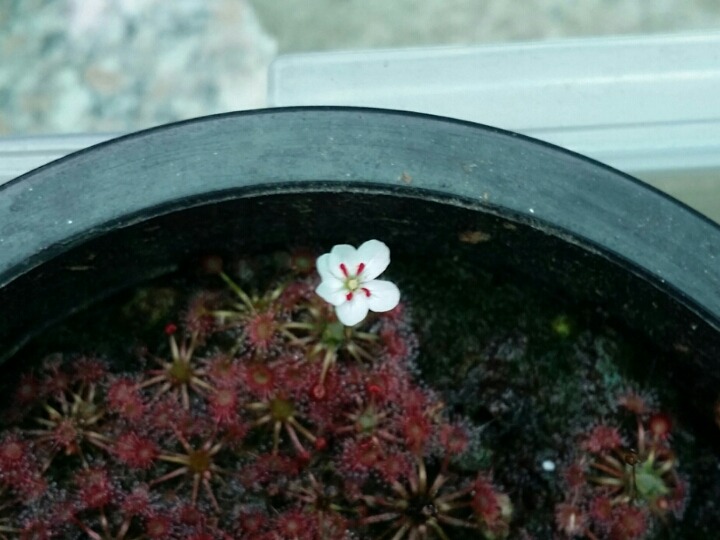 겜마 이미지